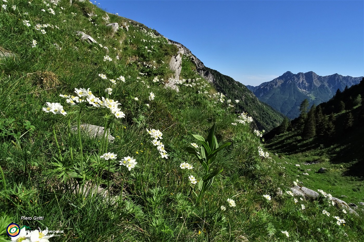87 Anemoni narcissini anche in Val Vedra.JPG